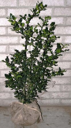 Ilex aquifolium 60-80 cm met kluit - afbeelding 7