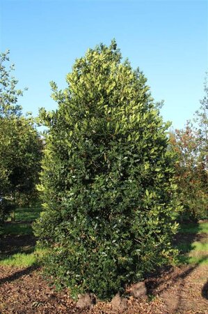 Ilex aquifolium 60-80 cm met kluit - afbeelding 5