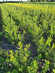 Ilex aquifolium 60-80 cm met kluit - afbeelding 2