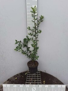 Ilex aquifolium 80-100 cm cont. 5,0L - afbeelding 8