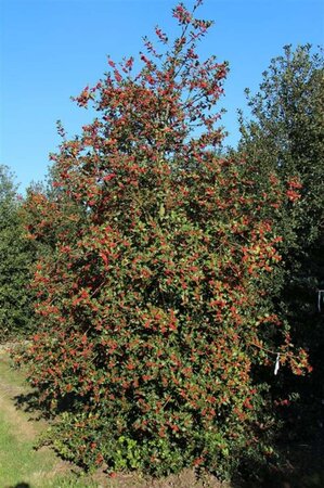 Ilex aquifolium 80-100 cm cont. 5,0L - afbeelding 5