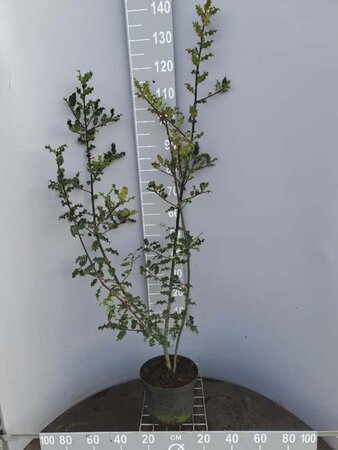 Ilex aquifolium 80-100 cm cont. 5,0L - afbeelding 9