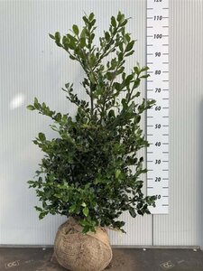 Ilex aquifolium 80-100 cm met kluit - afbeelding 8