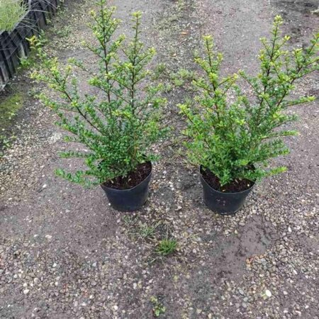 Ilex crenata 'Convexa' 30-40 cm cont. 3,0L - afbeelding 7