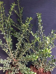 Ilex crenata 'Convexa' 30-40 cm cont. 3,0L - afbeelding 1