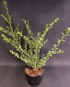 Ilex crenata 'Convexa' 30-40 cm cont. 3,0L - afbeelding 2