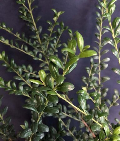 Ilex crenata 'Convexa' 30-40 cm cont. 3,0L - afbeelding 3