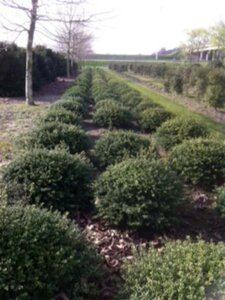 Ilex crenata 'Convexa' 30-40 cm cont. 3,0L - afbeelding 4