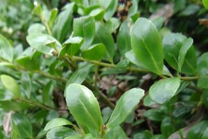 Ilex crenata 'Convexa' 30-40 cm cont. 3,0L - afbeelding 6