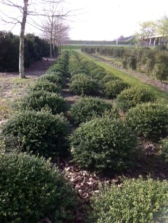 Ilex crenata 'Convexa' 40-50 cm cont. 3,0L - afbeelding 4