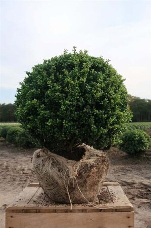 Ilex crenata 'Convexa' 65 cm RB bulb