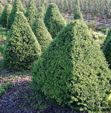 Ilex crenata 'Convexa' geen maat specificatie cont. 2,0L - afbeelding 5