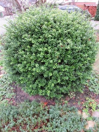 Ilex crenata 'Convexa' geen maat specificatie 0,55L/P9cm - afbeelding 7