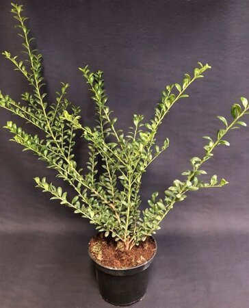 Ilex crenata 'Convexa' geen maat specificatie 0,55L/P9cm - afbeelding 2