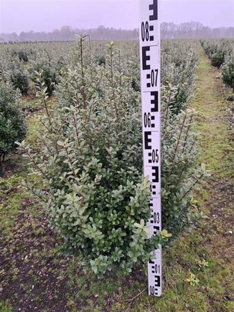 Ilex crenata 'Caroline Upright' 60-80 cm cont. 10L - afbeelding 1