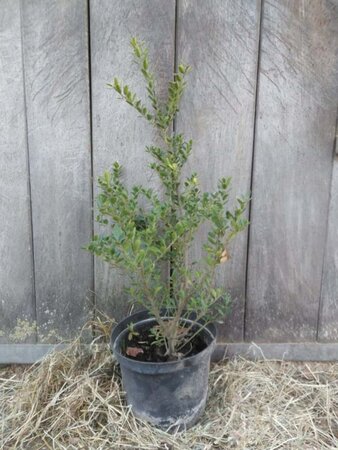 Ilex crenata Dark Green 30-40 cm cont. 3,0L - afbeelding 1