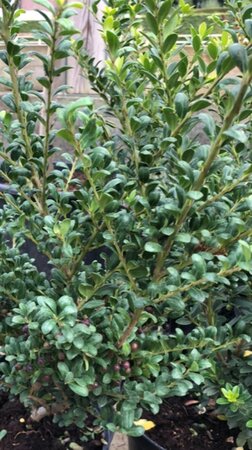 Ilex crenata Dark Green 30-40 cm cont. 3,0L - afbeelding 2