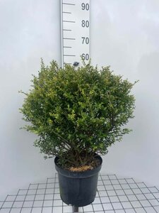 Ilex crenata 'Glorie Dwarf' 40 cm cont. 7,5L bol - afbeelding 1