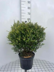 Ilex crenata 'Glorie Dwarf' 40 cm cont. 7,5L bulb - image 2