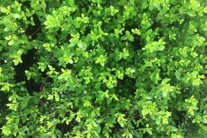 Ilex crenata 'Green Hedge' 30-40 cm cont. 3,0L