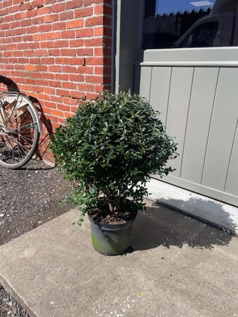 Ilex crenata 'Green Lustre' 30 cm cont. 7,5L bol - afbeelding 1