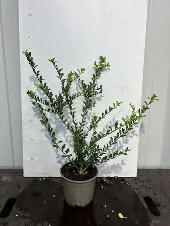 Ilex crenata 25-30 cm cont. 2,0L