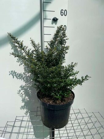 Ilex crenata 'Stokes' 40-50 cm cont. 7,5L - afbeelding 1