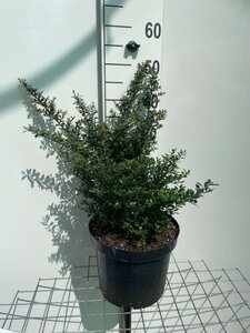 Ilex crenata 'Stokes' 40-50 cm cont. 7,5L - afbeelding 2