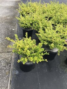 Ilex crenata 'Golden Gem' 25-30 cm cont. 3,0L