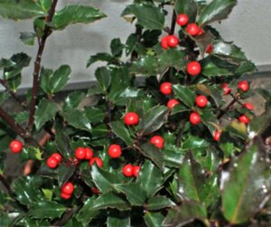 Ilex meserv. 'Blue Princess' (vrouw=bes) 80-100 cm met kluit - afbeelding 2