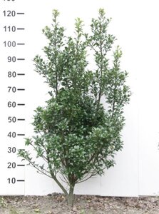 Ilex meserv. 'Heckenstar' (man= geen bes) 100-125 cm RB - image 3