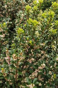 Ilex meserv. 'Heckenstar' (man= geen bes) 100-125 cm RB - image 1