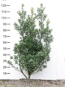 Ilex meserv. 'Heckenstar' (man= geen bes) 100-125 cm RB - image 4