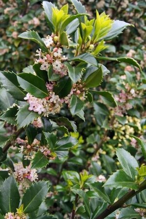 Ilex meserv. 'Heckenstar' (man= geen bes) 100-125 cm RB - image 2