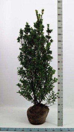 Ilex meserv. 'Heckenstar' (man= geen bes) 125-150 cm met kluit - afbeelding 4