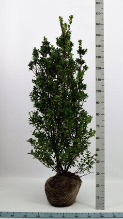 Ilex meserv. 'Heckenstar' (man= geen bes) 125-150 cm met kluit - afbeelding 3