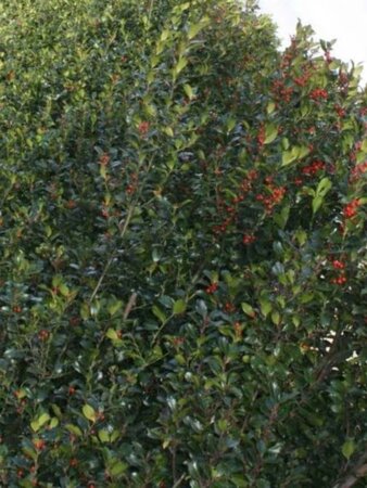 Ilex meserv. 'Heckenpracht' (man= geen bes) 60-80 cm met kluit - afbeelding 1