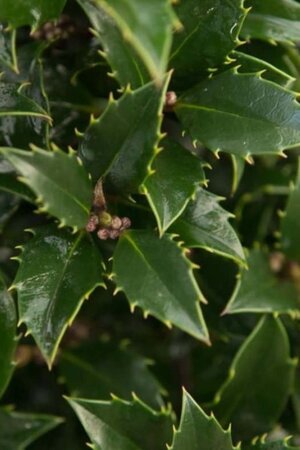 Ilex meserv. 'Heckenpracht' (man= geen bes) 60-80 cm met kluit - afbeelding 2