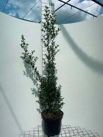 Ilex maximowicziana 100-125 cm cont. 7,5L - afbeelding 1