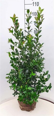 Ilex meserv. Blue Maid (vrouw=bes) 100-125 cm RB