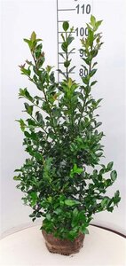 Ilex meserv. Blue Maid (vrouw=bes) 100-125 cm RB