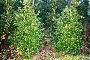 Ilex meserv. Blue Maid (vrouw=bes) 125-150 cm met kluit - afbeelding 1