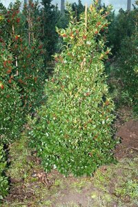 Ilex meserv. Blue Maid (vrouw=bes) 125-150 cm met kluit - afbeelding 2