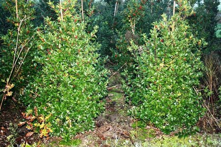 Ilex meserv. Blue Maid (vrouw=bes) 125-150 cm RB - image 1