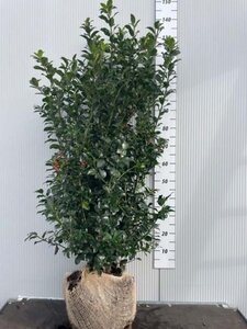 Ilex meserv. Blue Maid (vrouw=bes) 125-150 cm RB - image 3