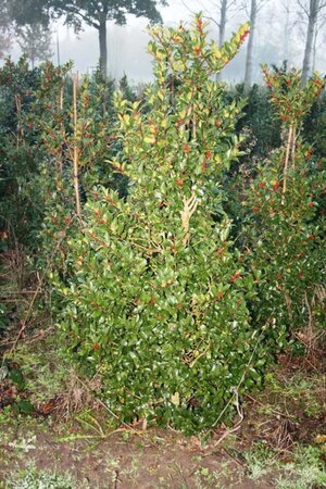 Ilex meserv. Blue Maid (vrouw=bes) 150-175 cm met kluit