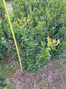 Ilex meserv. Blue Maid (vrouw=bes) 80-100 cm met kluit - afbeelding 3