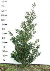 Ilex meserv. 'Blue Prince' (man=geen bes) 100-125 cm met kluit - afbeelding 7