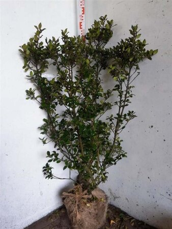 Ilex meserv. 'Blue Prince' (man=geen bes) 100-125 cm met kluit - afbeelding 6