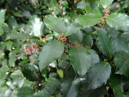 Ilex meserv. 'Blue Prince' (man=geen bes) 100-125 cm met kluit - afbeelding 2